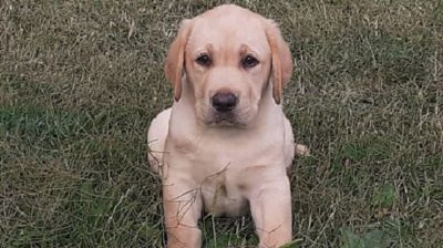 tenci LABRADORA vrhunskog porekla